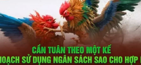 Đá Gà Thomo 789WIN Là Gì? Chia Sẻ Kinh Nghiệm Đặt Cược 